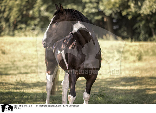 Pinto / Pinto / IFE-01763