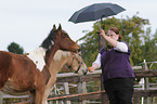 Haflinger und Pinto