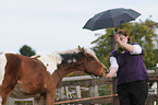 Haflinger und Pinto