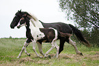 Pinto Stute mit Fohlen