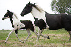 Pinto Stute mit Fohlen