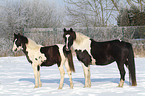 Pintos im Schnee