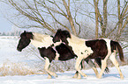 Pintos im Schnee