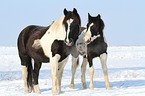 Pintos im Schnee