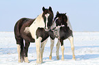 Pintos im Schnee