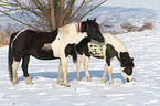 Pintos im Schnee