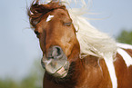 Pinto Portrait