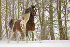 Pinto im Schneegestber