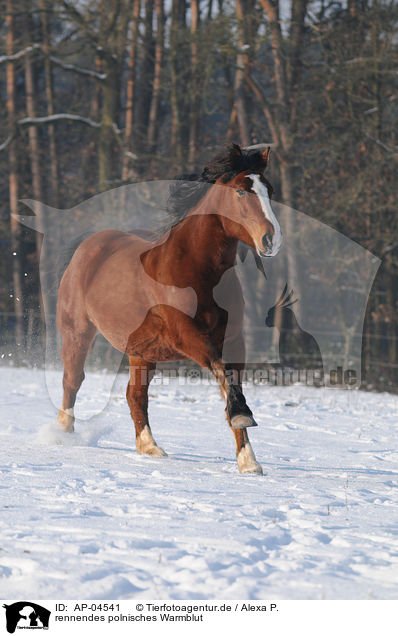 rennendes polnisches Warmblut / AP-04541