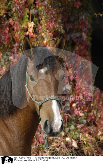 Polnisches Warmblut Portrait / CD-01786