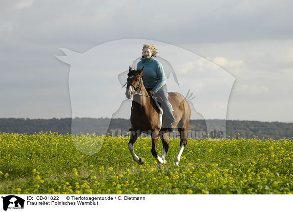 Frau reitet Polnisches Warmblut / woman rides Polish warmblood / CD-01822