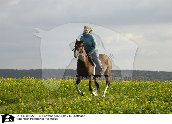 Frau reitet Polnisches Warmblut / CD-01822