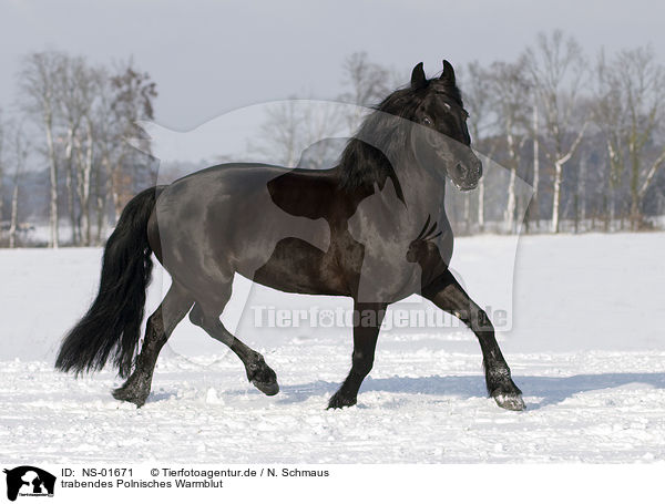 trabendes Polnisches Warmblut / trotting polish warmblood / NS-01671