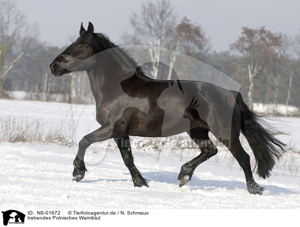 trabendes Polnisches Warmblut / trotting polish warmblood / NS-01672