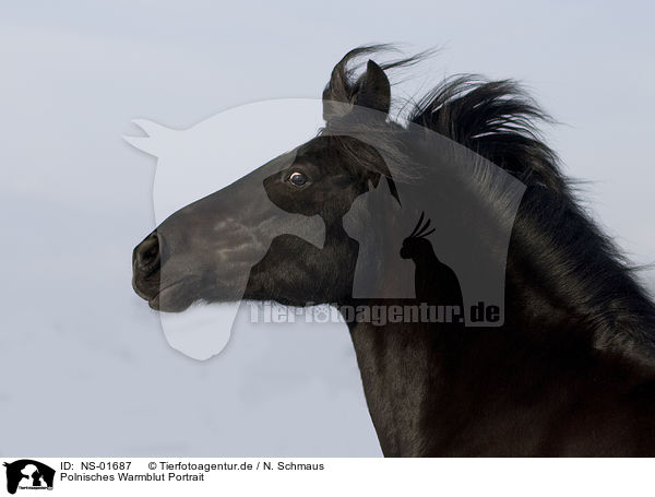 Polnisches Warmblut Portrait / NS-01687