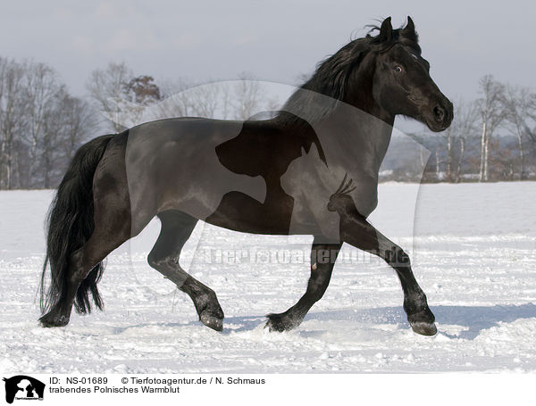 trabendes Polnisches Warmblut / trotting polish warmblood / NS-01689
