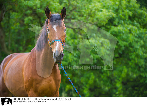 Polnisches Warmblut Portrait / SST-17032