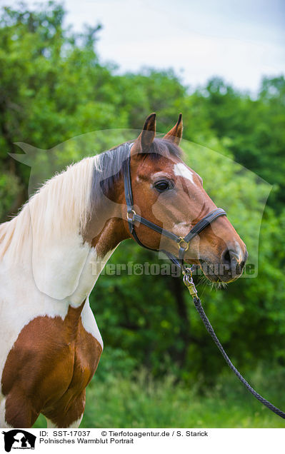 Polnisches Warmblut Portrait / Polish Warmblood Portrait / SST-17037