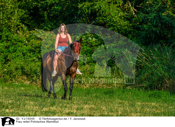 Frau reitet Polnisches Warmblut / woman rides Polish Warmblood / YJ-15045