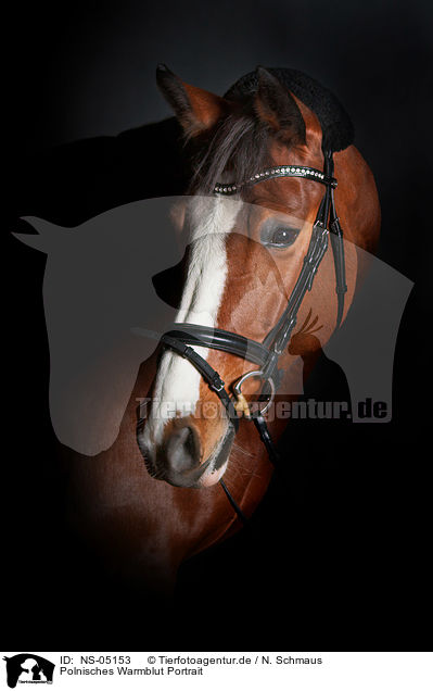 Polnisches Warmblut Portrait / Polish Warmblood Portrait / NS-05153