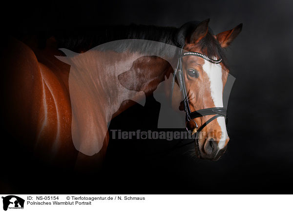 Polnisches Warmblut Portrait / NS-05154