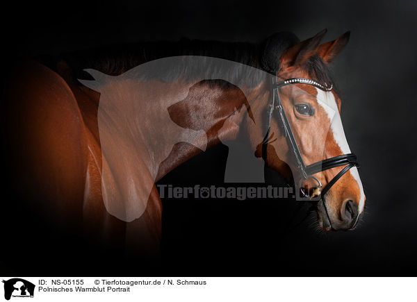 Polnisches Warmblut Portrait / NS-05155