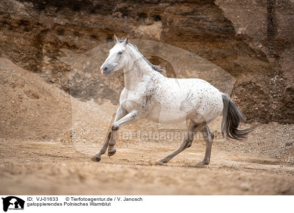 galoppierendes Polnisches Warmblut / VJ-01633