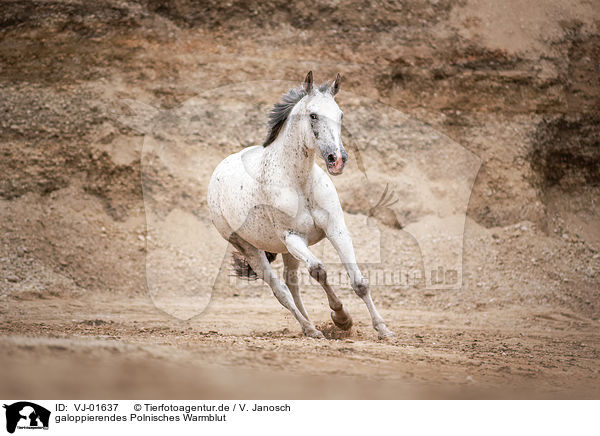 galoppierendes Polnisches Warmblut / VJ-01637