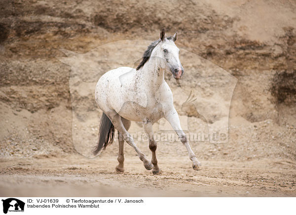 trabendes Polnisches Warmblut / VJ-01639