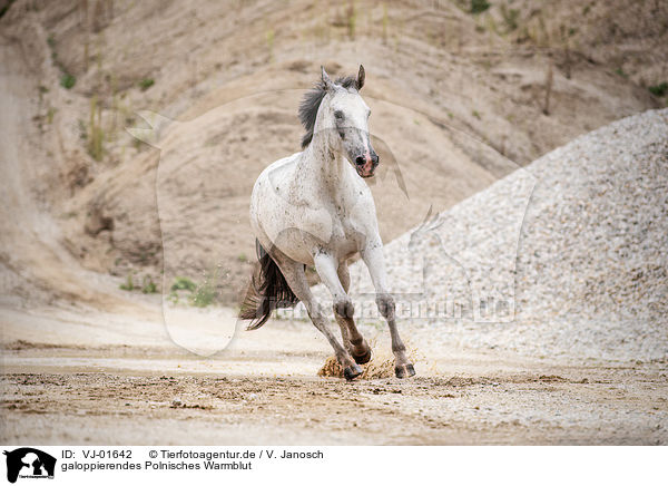 galoppierendes Polnisches Warmblut / VJ-01642