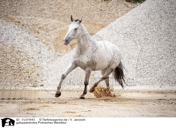 galoppierendes Polnisches Warmblut / VJ-01643