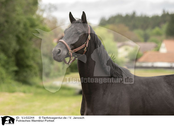 Polnisches Warmblut Portrait / VJ-02244