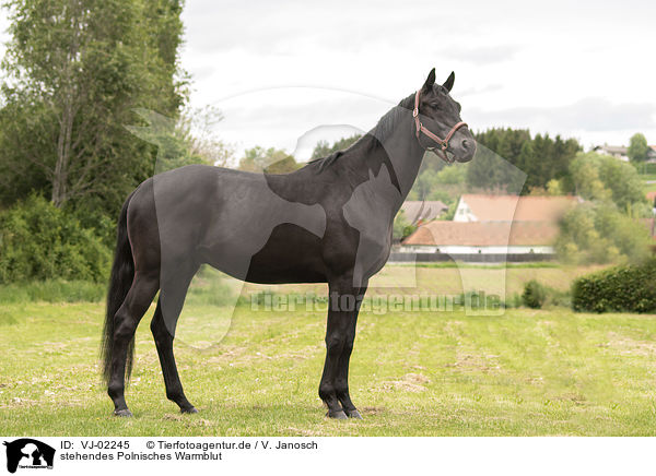 stehendes Polnisches Warmblut / VJ-02245