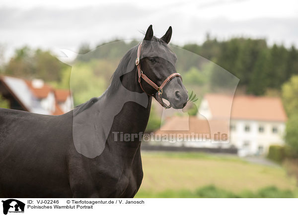 Polnisches Warmblut Portrait / VJ-02246