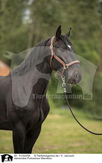 stehendes Polnisches Warmblut / standing Polish Warmblood / VJ-02255