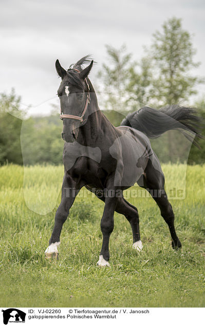 galoppierendes Polnisches Warmblut / galloping Polish Warmblood / VJ-02260