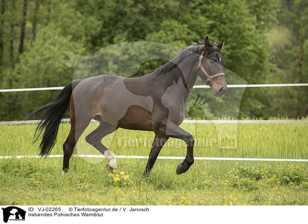 trabendes Polnisches Warmblut / trotting Polish Warmblood / VJ-02265