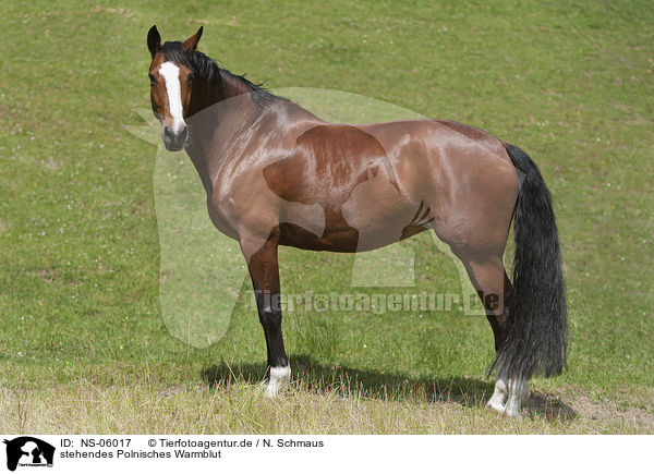 stehendes Polnisches Warmblut / NS-06017