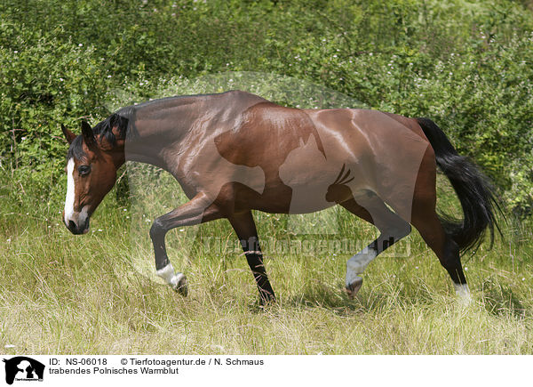 trabendes Polnisches Warmblut / NS-06018