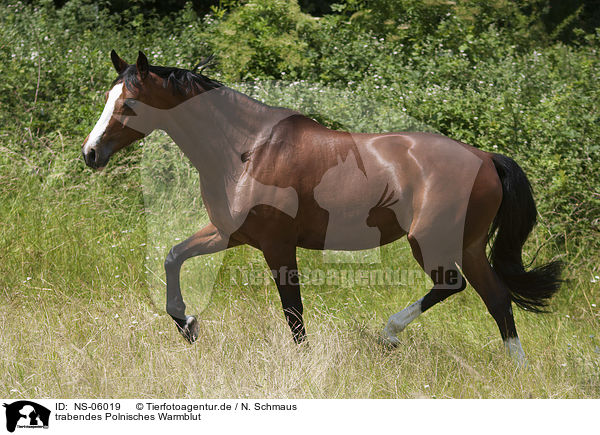 trabendes Polnisches Warmblut / NS-06019