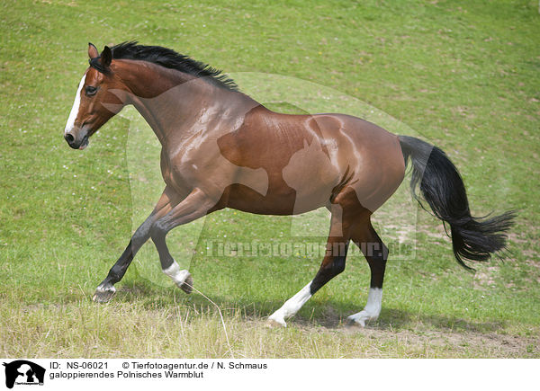 galoppierendes Polnisches Warmblut / NS-06021