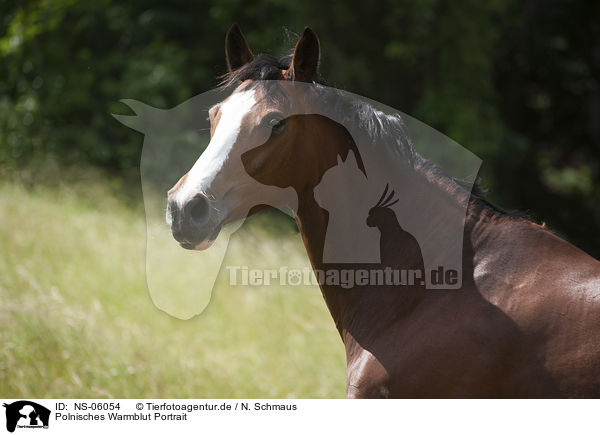 Polnisches Warmblut Portrait / NS-06054