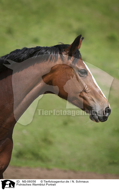 Polnisches Warmblut Portrait / NS-06056