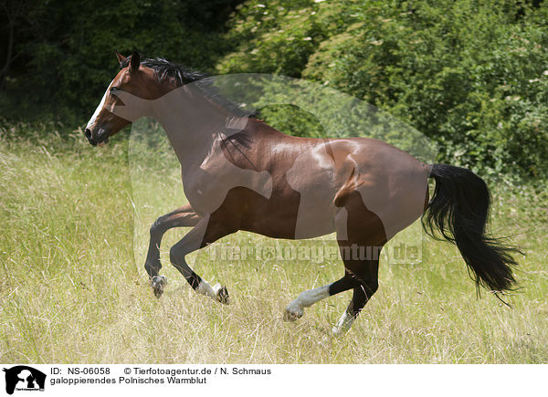 galoppierendes Polnisches Warmblut / NS-06058