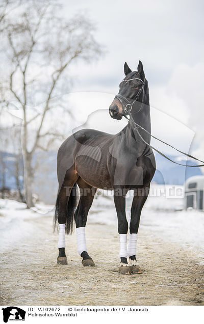 Polnisches Warmblut / VJ-02672