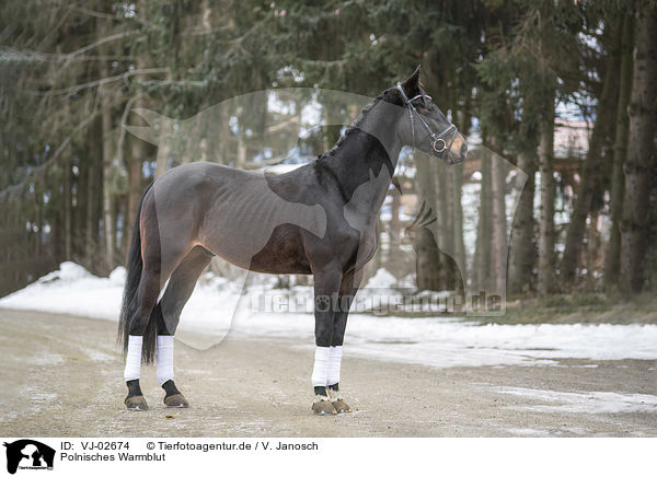 Polnisches Warmblut / VJ-02674