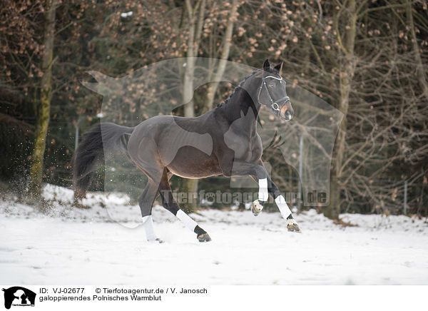 galoppierendes Polnisches Warmblut / galloping Polish Warmblood / VJ-02677