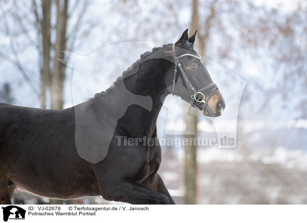 Polnisches Warmblut Portrait / VJ-02678