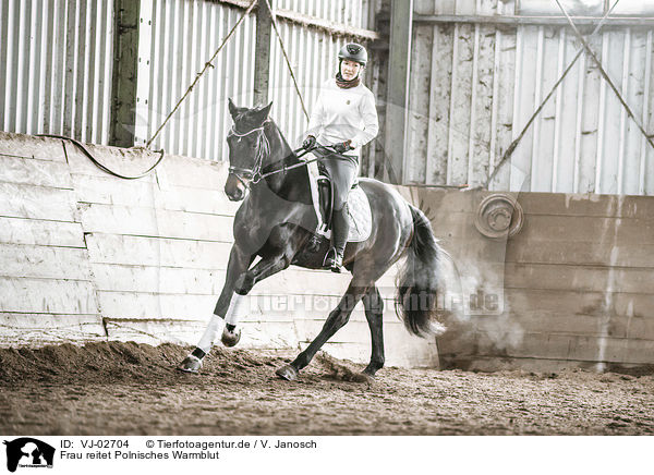 Frau reitet Polnisches Warmblut / woman rides Polish Warmblood / VJ-02704