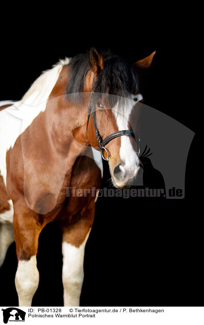 Polnisches Warmblut Portrait / PB-01328